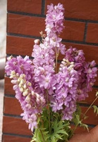 Ostróżka ogrodowa Astolat Delphinium Pacific 1l