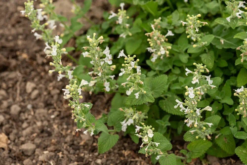 Kocimiętka Fasena Snowflake Nepeta Faassenii
