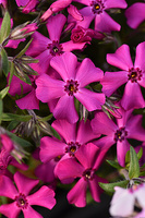 Floks Szydlasty Spring Hot Pink Phlox subulata 9
