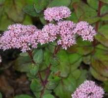 Rozchodnik wielki Matrona Sedum telephium 1l