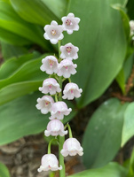 Konwalia majowa Rosea Convallaria majalis
