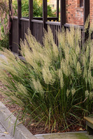 Trzcinnik krótkowłosy Calamagrostis brachytricha 1l