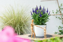 Przetacznik Lancita Blue Veronica hybrida