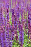 Szałwia omszona Caradonna Salvia nemorosa