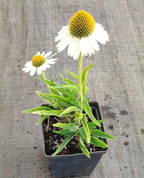Jeżówka Meditation White Echinacea 1l