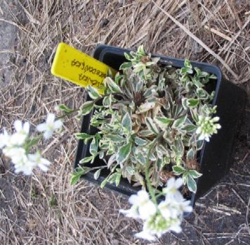 Gęsiówka macedońska Variegata Arabis ferdinandi - coburgi