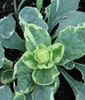 Dąbrówka rozłogowa Variegata Ajuga Reptans
