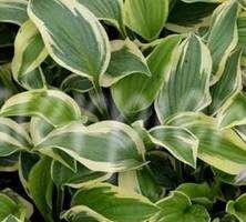 Funkia Wide Brim Hosta 2-3l