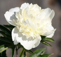 Piwonia Chińska Primavera Peonia (Paeonia) Lactifolia 2-3l