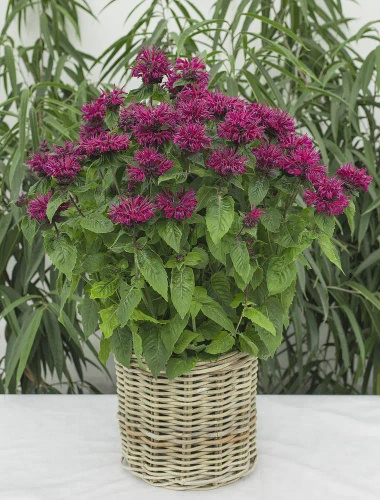 Pysznogłówka Bee-True Monarda