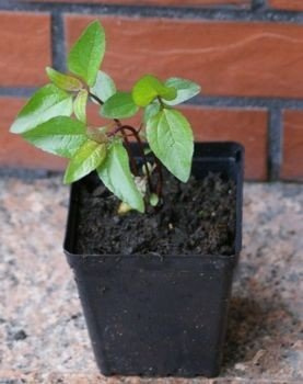 Słoneczniczek szorstki mix Heliopsis  helianthoides 1l