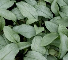 Miodunka Majeste Pulmonaria 9