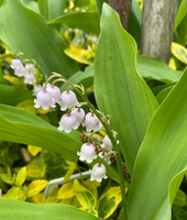 Konwalia majowa Rosea Convallaria majalis