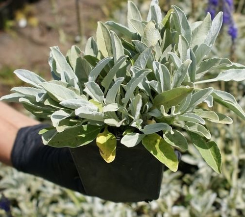 Przetacznik siwy Argentea Veronica incana 9