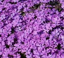 Floks szydlasty Purple Beauty Phlox subulata 9