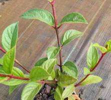 Hortensja bukietowa Sundae Fraise Hydrangea Paniculata 1l