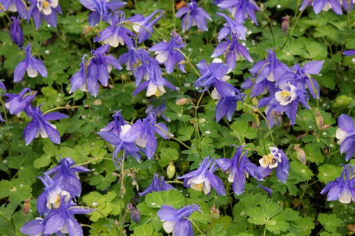 http://www.rosliny-magda.pl/pol_pl_ORLIK-SPRING-MAGIC-BLUE-WHITE-AQUILEGIA-CAERULEA-273_1.jpg