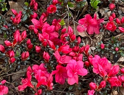 Azalia japońska Maruschka Azalea japonicum 11