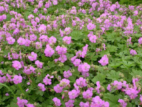 Bodziszek kantabryjski Cambridge Geranium cantabrigiense 9