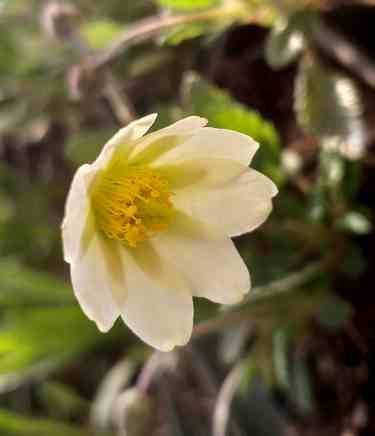 Dębik Sundermanna Dryas Suendermannii 1l