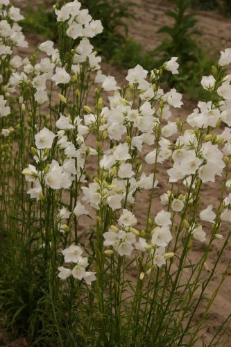 Dzwonek Brzoskwiniolistny Alba Campanula Persicifolia 