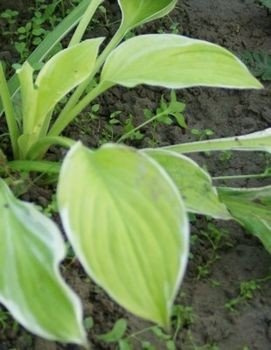 Funkia St. Elmos Fire Hosta 2l