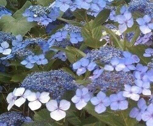 Hortensja Piłkowana Veerle Hydrangea Serrata 1l