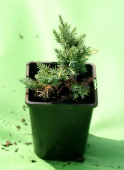 Jałowiec łuskowaty Floriant Juniperus Squamata 1l