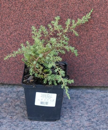 Jałowiec pospolity Hornibrookii Gold Juniperus communis 1l