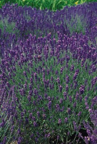 Lawenda wąskolistna Hidcote Blue Lavandula Angustifolia 9