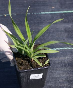 Liliowiec Pardon Me Hemerocallis 1l
