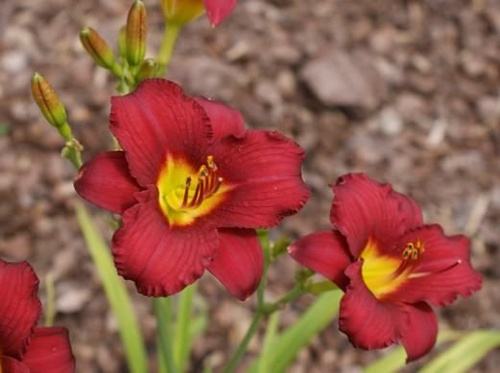 Liliowiec Pardon Me Hemerocallis 1l
