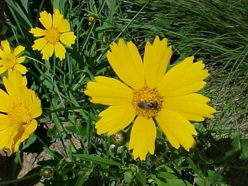 Nachyłek lancetowaty Coreopsis lanceolata 9