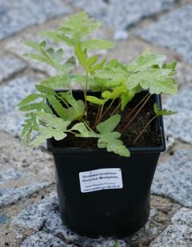 Onoklea wrażliwa Onoclea sensibilis 1l