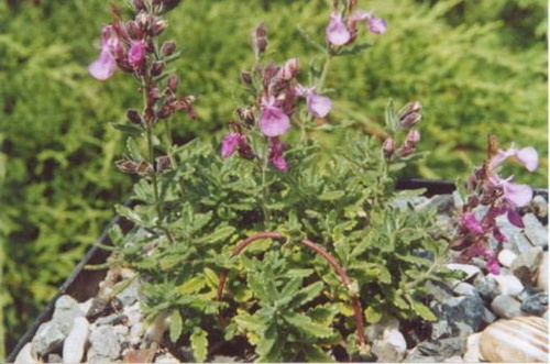 Ożanka Teucrium 9