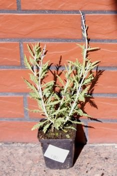 Perowskia Łobodolistna Lacey Blue Perovskia Atriplicifolia 9