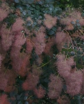 Perukowiec podolski Royal Purple Cotinus coggygria 1l