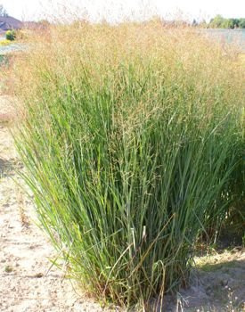 Proso Rózgowe Heavy Metal Panicum Virgatum 9-1l