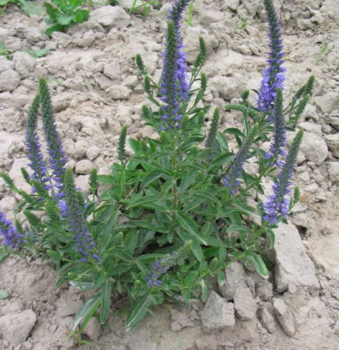 Przetacznik Kłosowy Blauteppich Veronica Spicata 9