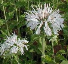 Pysznogłówka Schneewittchen Monarda Didyma 9