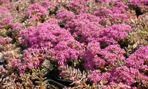 Rozchodnik sachaliński Island of Sakahilin Sedum Pluricaule 9
