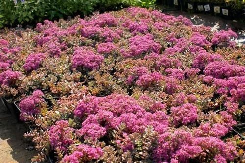 Rozchodnik sachaliński Island of Sakahilin Sedum Pluricaule 9