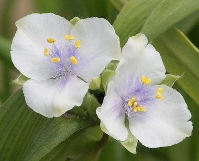 Trzykrotka ogrodowa biała Tradescantia Andersoniana 9