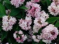 Żylistek mieszańcowy Pink Pom - Pom Deutzia 9-1l