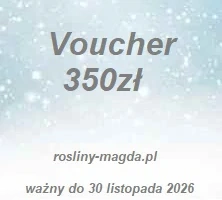 Voucher - Kupon - przedsprzedaż 